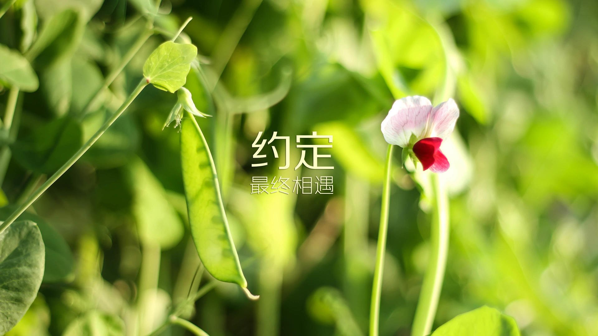 伊朗国家队教练团队调整，伊朗国家队教练团队调整方案