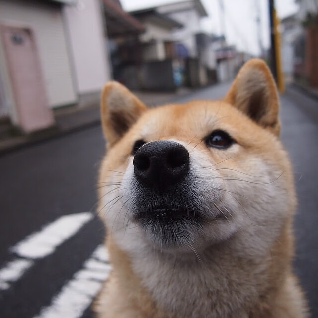 德甲连续进攻:攻势如潮,令人叹为观止,德甲多少场次
