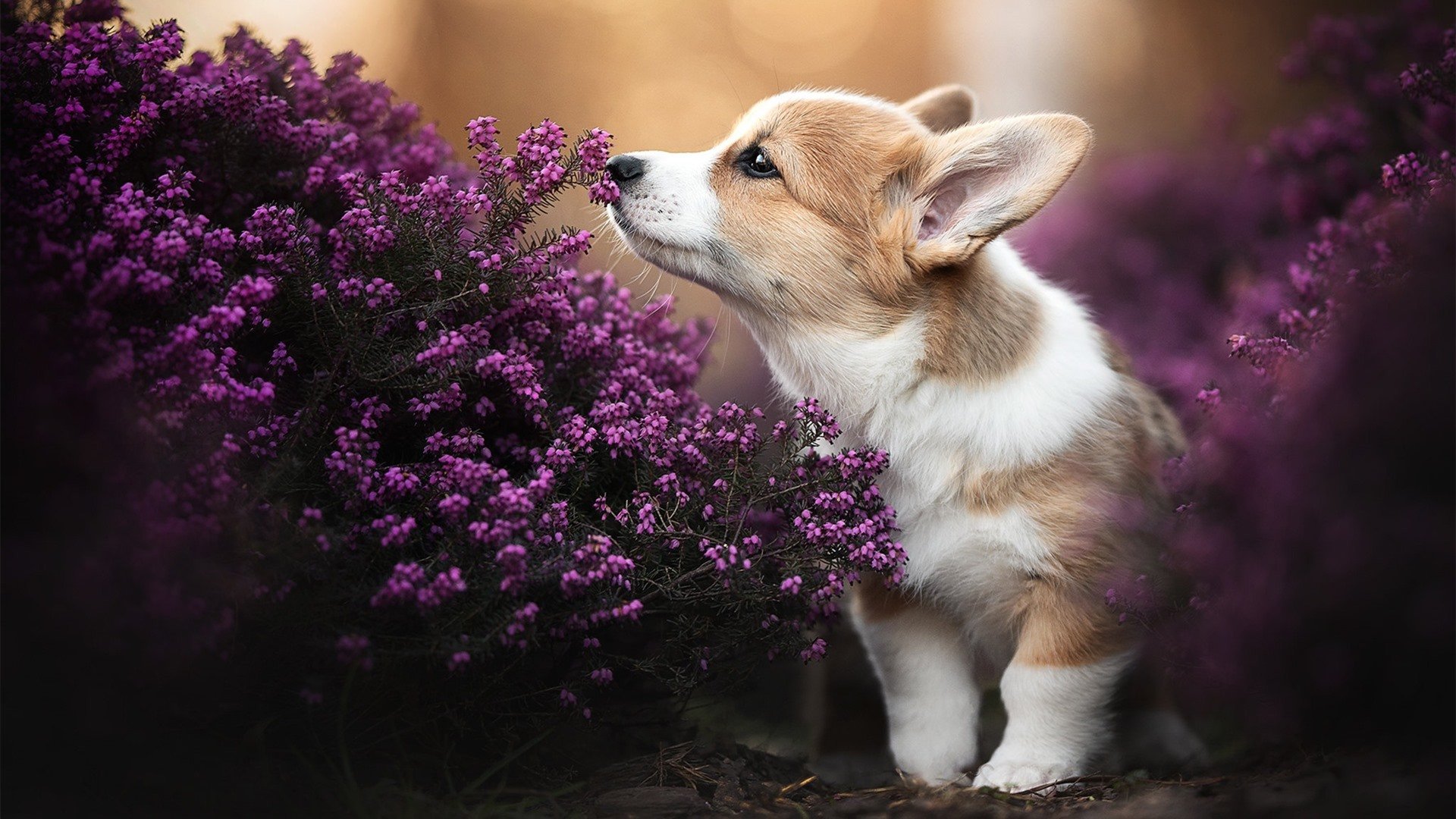 欧洲杯传奇故事：那些永远动人的比赛片段，2021年欧洲杯故事