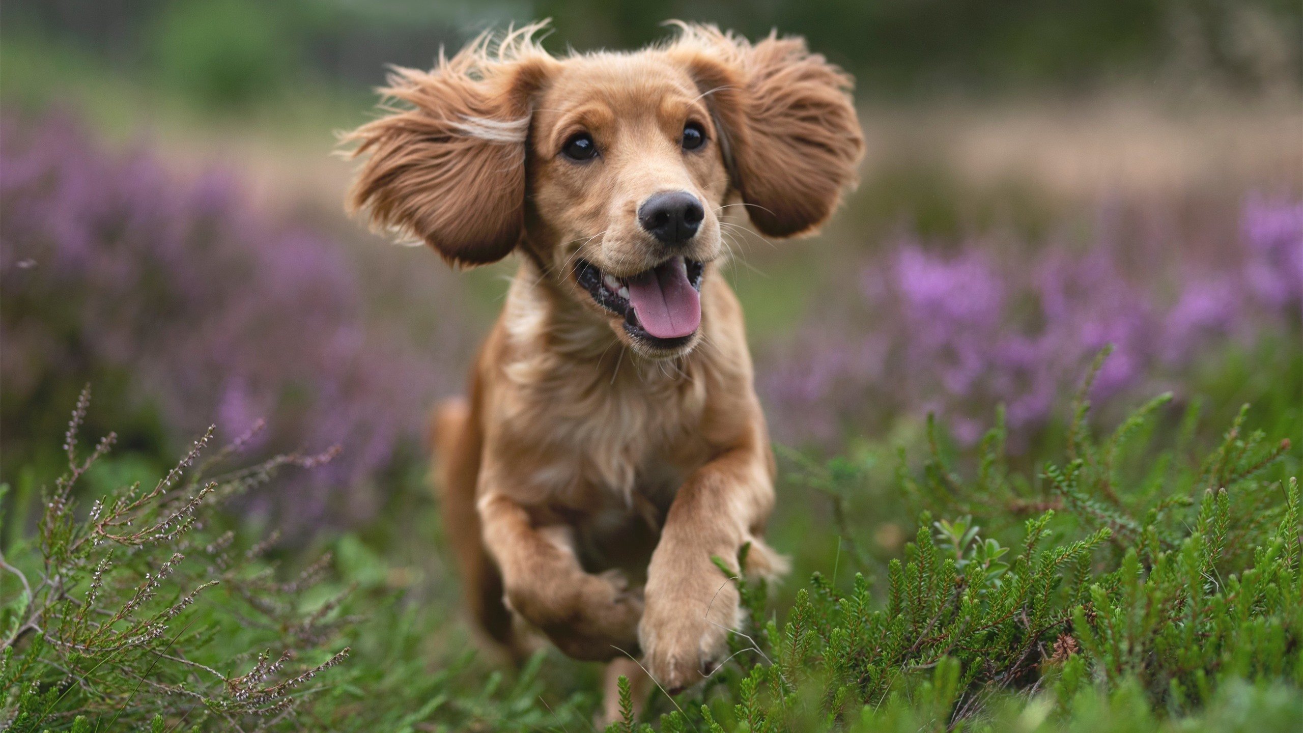 b体育电竞-英超冠军争夺：悬念升级，精彩绝伦！，英超冠军叫什么