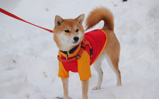 英超最后冲刺:逆境中坚韧不拔的拼搏精神,英超最后两轮分析